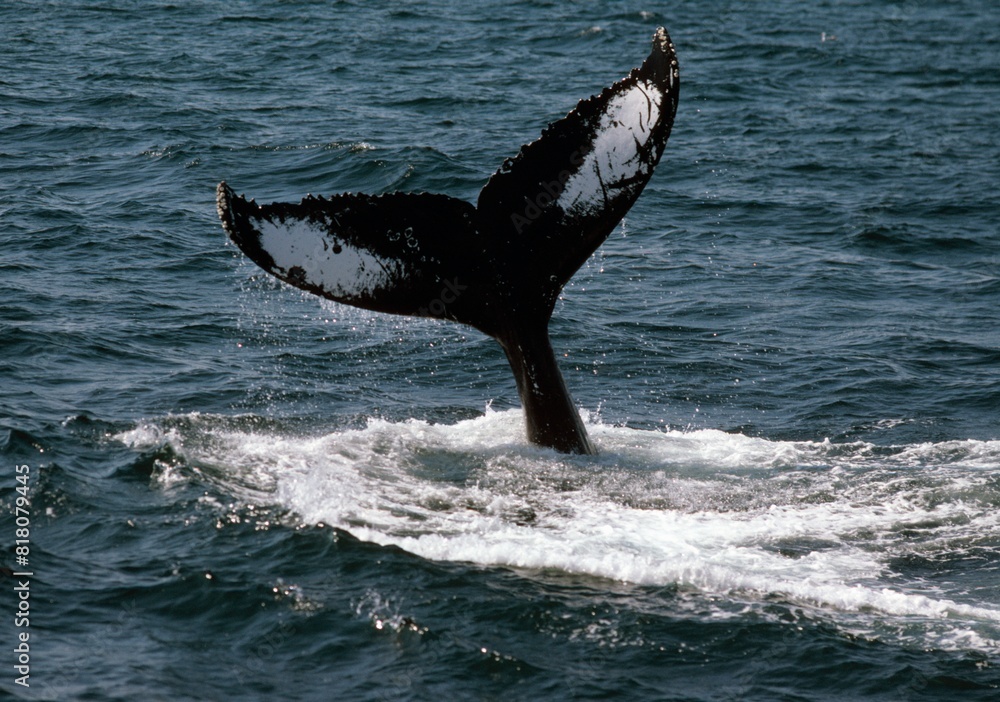 Fototapeta premium Humpback Whale Flukes