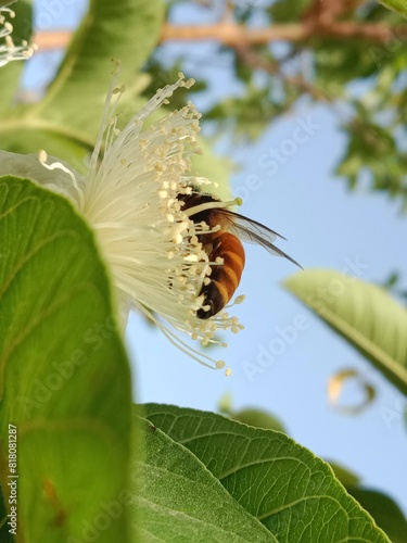 Honey Bee collect nectar and pollen from guava flower.honey Bee pollinate Podium guajava flower.Honey Bee on white flower  photo