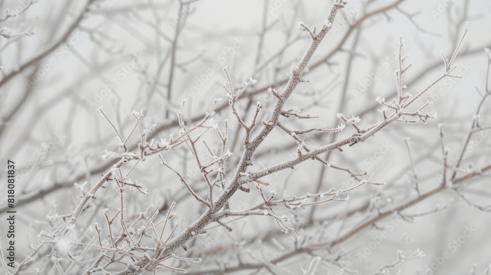 A tangle of tree branches encased in a layer of hoar frost creating a mystical otherworldly vibe.
