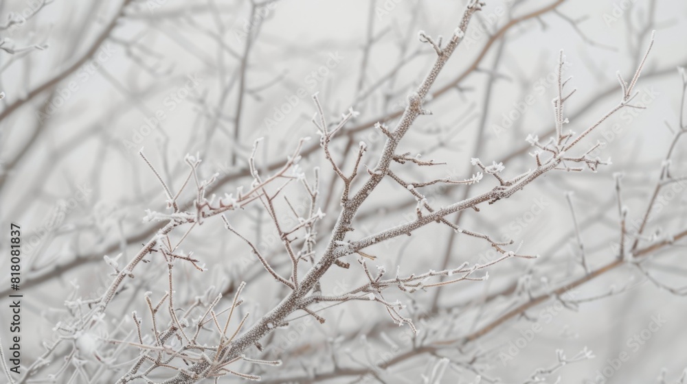 A tangle of tree branches encased in a layer of hoar frost creating a mystical otherworldly vibe. A tangle of tree branches encased in a layer of hoar frost creating a mystical otherworldly vibe.