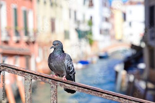 A pigeon in Venice