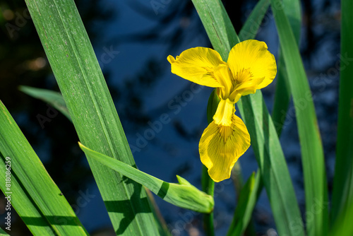 leuchtend gelbe Blüten der Wasserlilie im Frühsommer am Wasserrand als Teichbepflanzung mit schwertartigen Blättern. photo