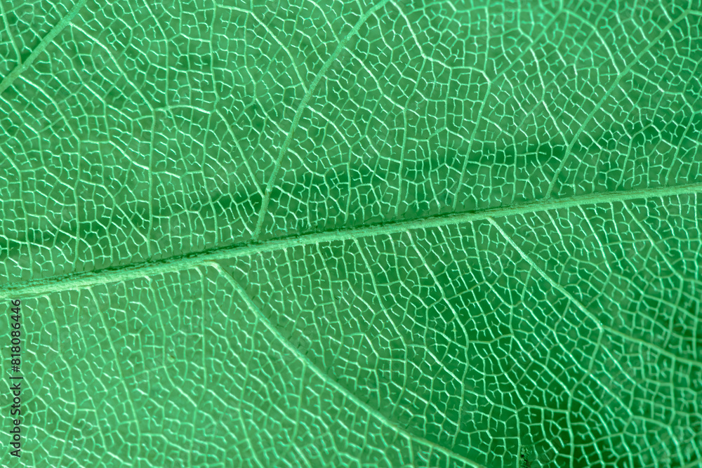 macro photography, natural plant background in the form of a skeletonized leaf of green color, close up, with copy space macro photography, natural plant background in the form of a skeletonized leaf of green color, close up, with copy space