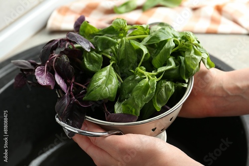 Woman with metal colander of different fresh basil leaves above sink, closeup