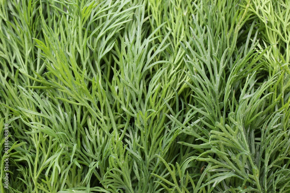 Sprigs of fresh dill as background, top view Sprigs of fresh dill as background, top view