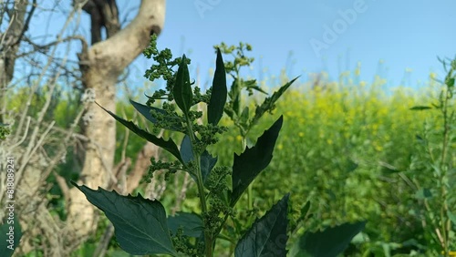 green grass with green seed on top with blue sky in background 