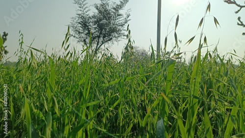 green grass of the sky