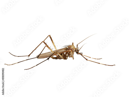 photograph of Mosquito die in the prone position due to exposure to toxins , Danger from beasts Carrying germs to humans, on isolate white background