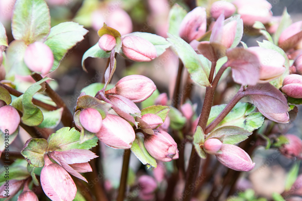 Pink flowers, spring blooming background Pink flowers, spring blooming background