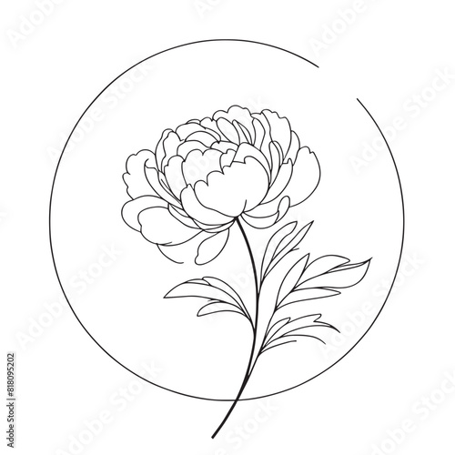 peonies in one line on a white background. botanist flowers. flora aesthetic flowers in one line