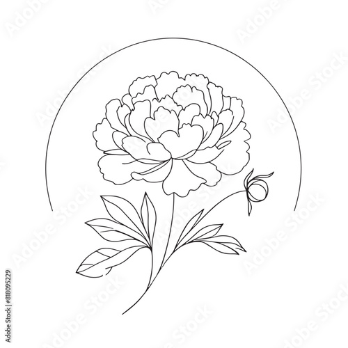 peonies in one line on a white background. botanist flowers. flora aesthetic flowers in one line