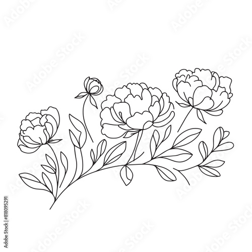 peonies in one line on a white background. botanist flowers. flora aesthetic flowers in one line
