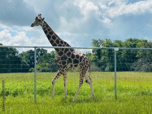 Canvas Print giraffe in the zoo