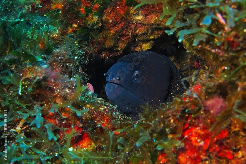 Black moray eel in the hole with algae covered wall. Marine life, animal portrait. Colorful seascape with hiding eel. Underwater photography from scuba diving with the aquatic wildlife.
