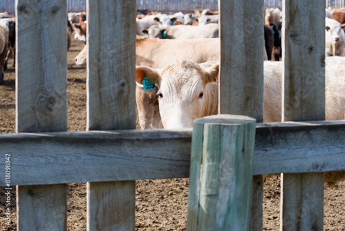 Corralled Cattle photo