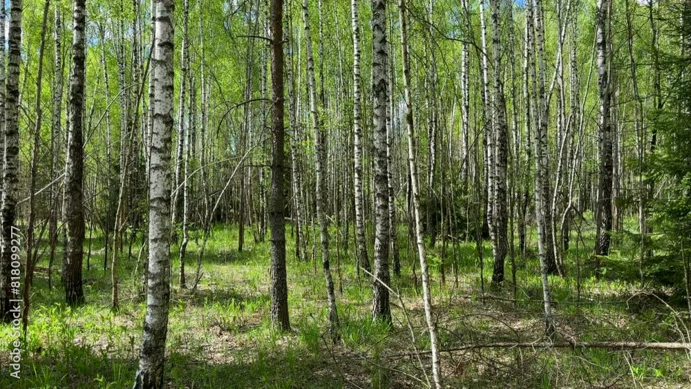 Fallen trees with dry branches in the forest. Forest inside. Pine and spruce trees. Coniferous forest with trees and green vegetation. Hiking through forest. Fresh air co2 absorb. Drought and heat Fallen trees with dry branches in the forest. Forest inside. Pine and spruce trees. Coniferous forest with trees and green vegetation. Hiking through forest. Fresh air co2 absorb. Drought and heat