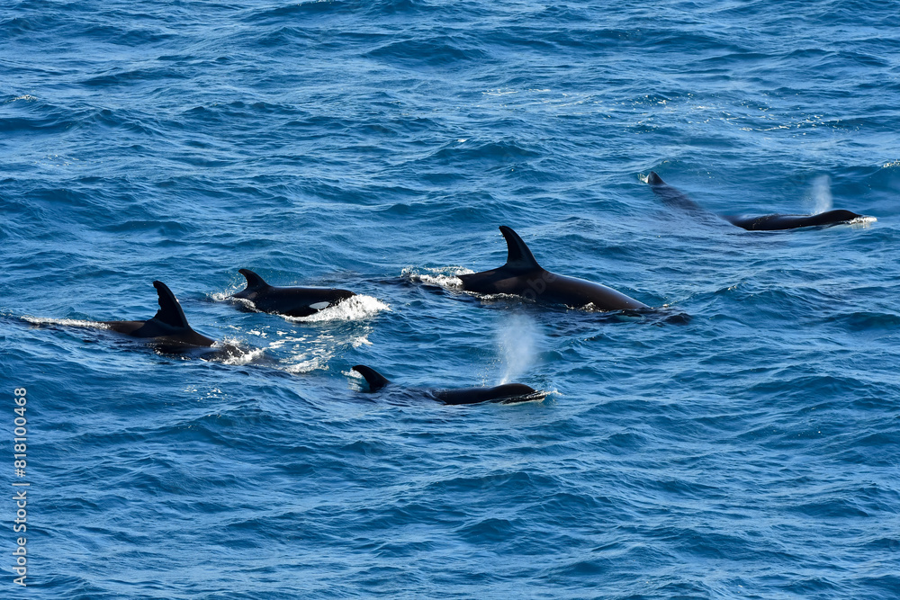 Fototapeta premium A pod of Orcas surfacing 