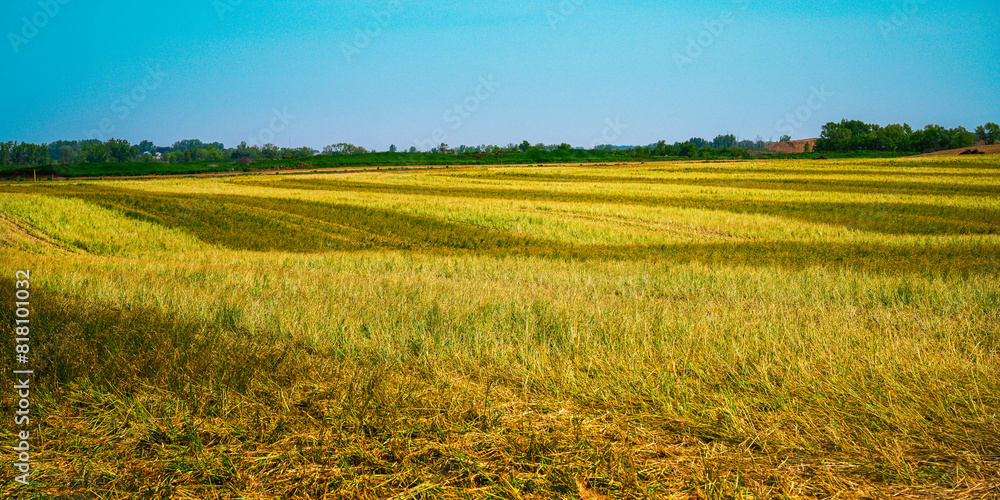 Fototapeta premium Midwestern Farmland Summer Landscape in Hartfor, Minnehaha County, South Dakota: The tranquil agricultural field with the big sky