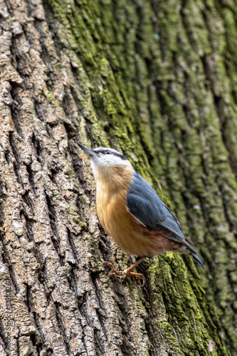 Kowalik, bargiel (Sitta europaea) – gatunek niewielkiego, osiadłego ptaka z rodziny kowalików (Sittidae), zamieszkujący Eurazję oraz północno-zachodnią Afrykę