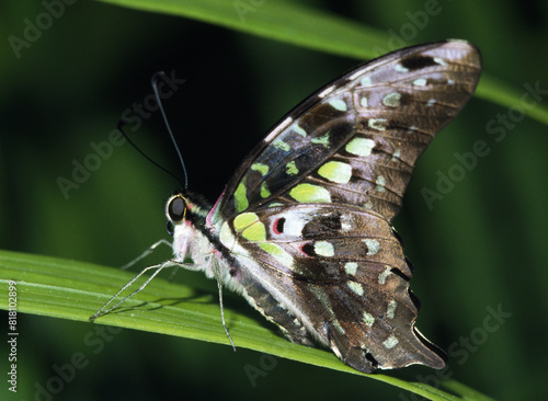 Fényképezés Tailed Jay Butterfly Profile