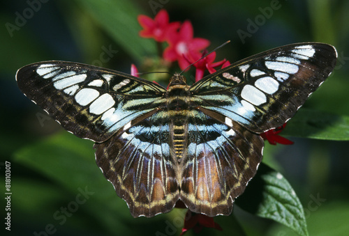 Vászonkép Blue Clipper Butterfly