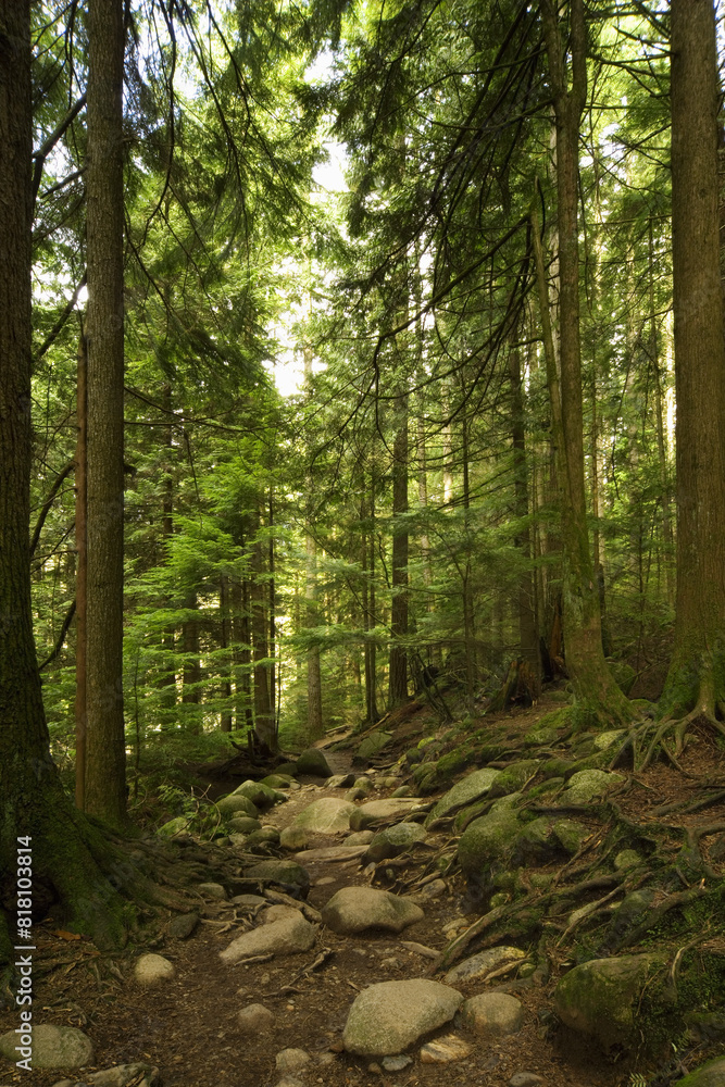 Obraz premium Trees In A Rain Forest