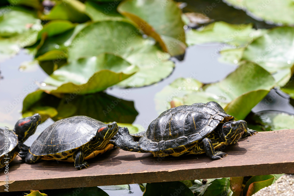 Obraz premium turtle on a tree
