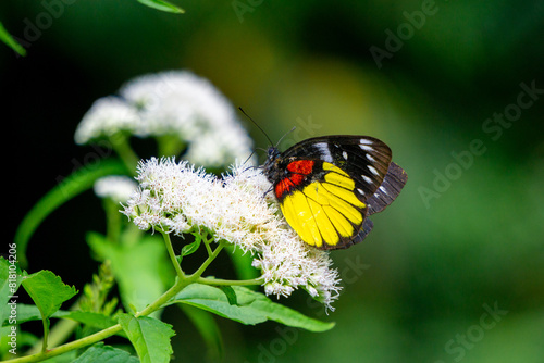 Beautiful butterfly on the Eupatorium perfoliatum (boneset, boneset, agueweed, feverwort, sweating plant) photo