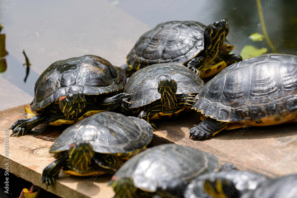 Fototapeta premium turtle on a tree