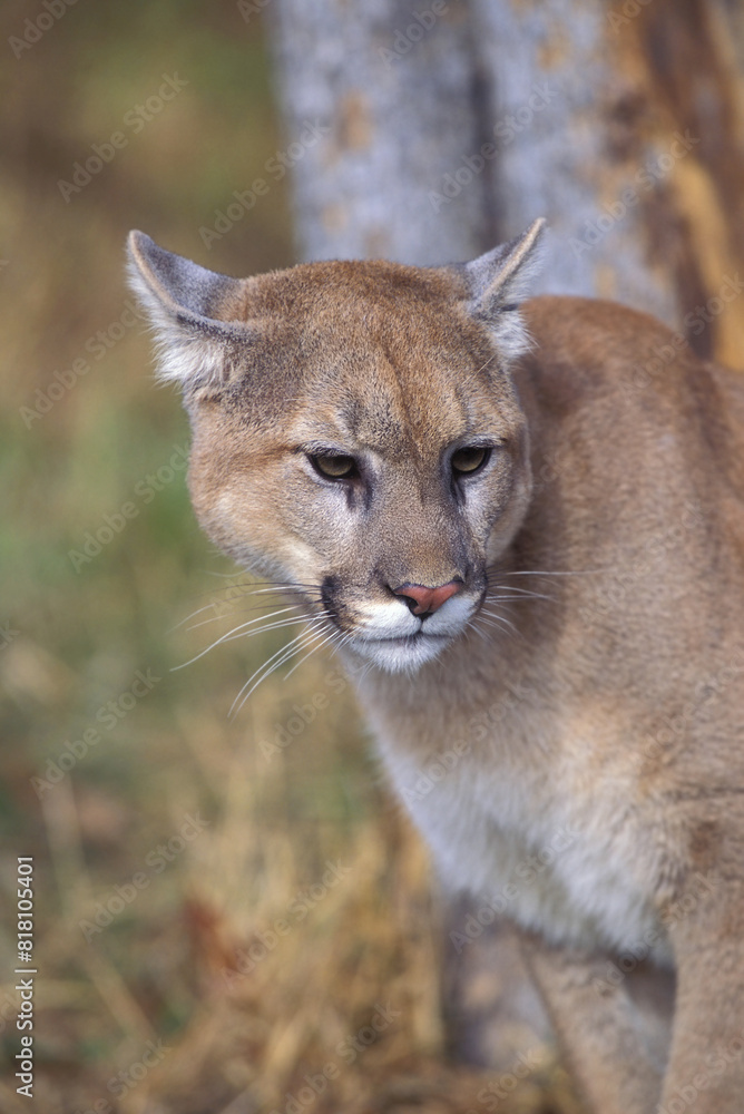 Fototapeta premium Cougar