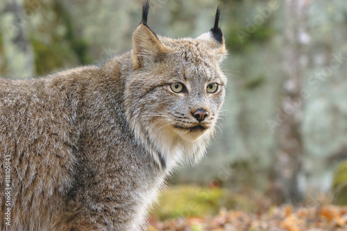 Photography Lynx In Forest