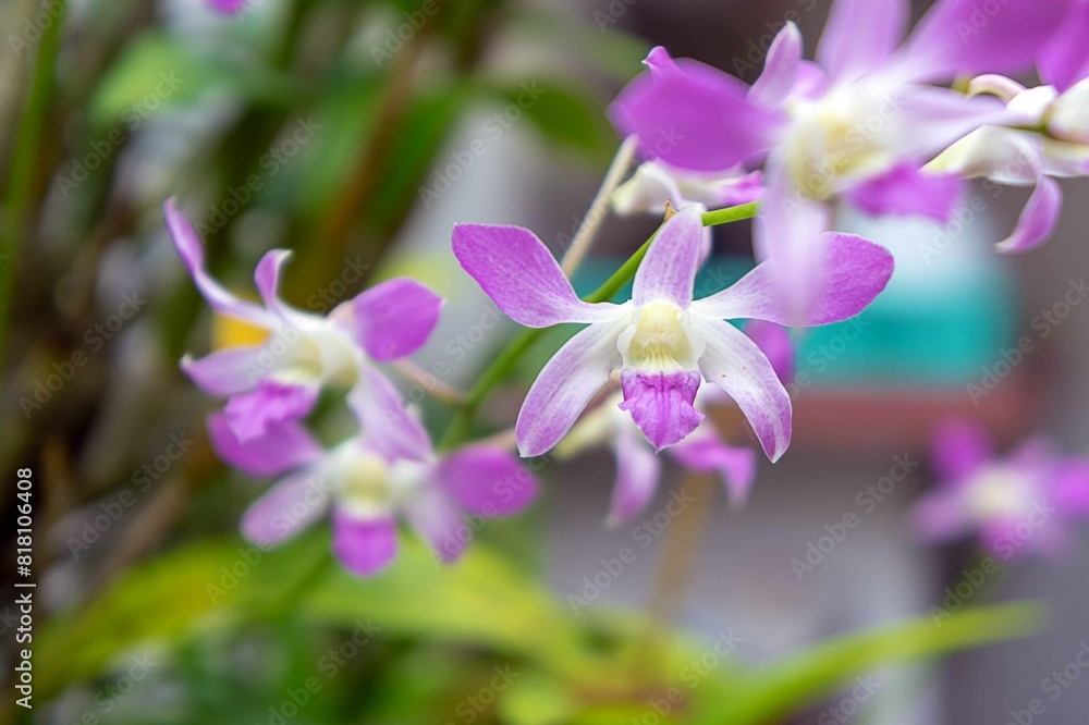 close up of a purple orchid close up of a purple orchid