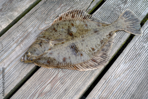 A small fresh flounder or flatfish lying on a wooden floor just fished