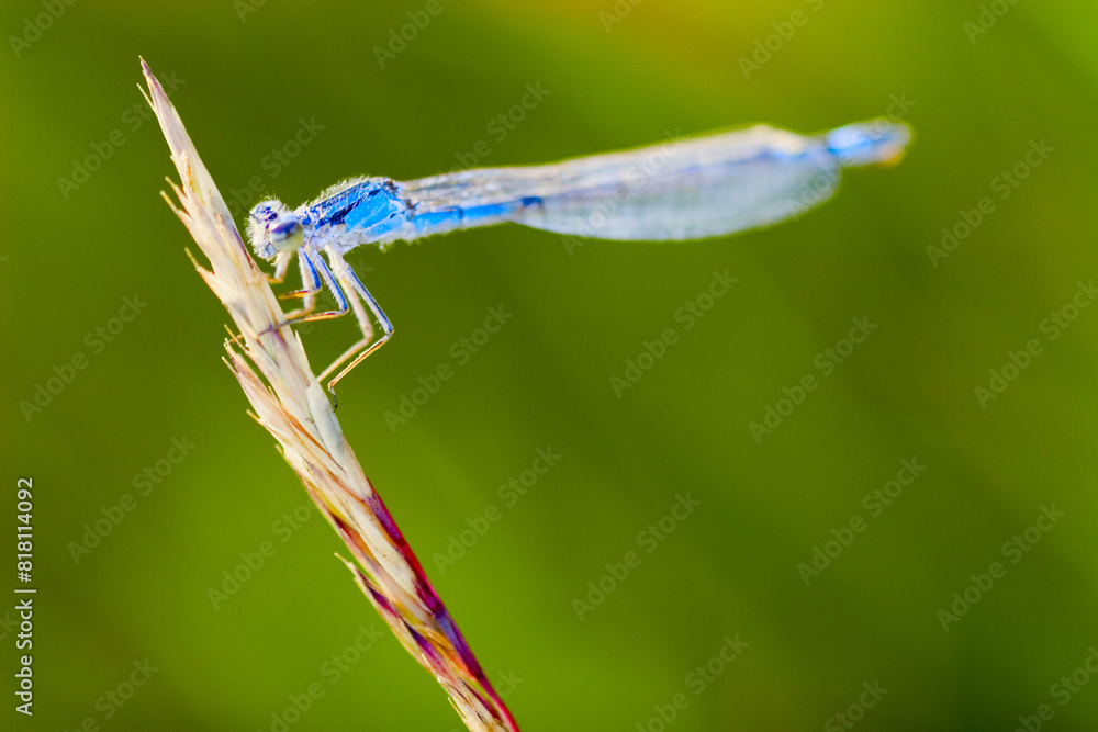 Unique Dragonfly Resting On Plant Stalk Unique Dragonfly Resting On Plant Stalk