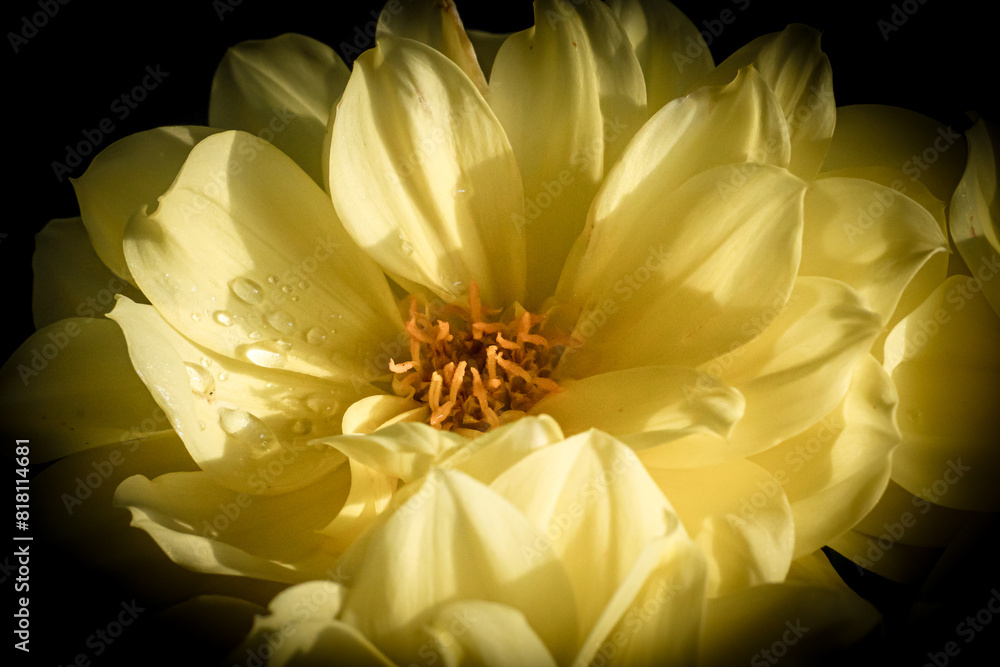 Fototapeta premium yellow flower on black