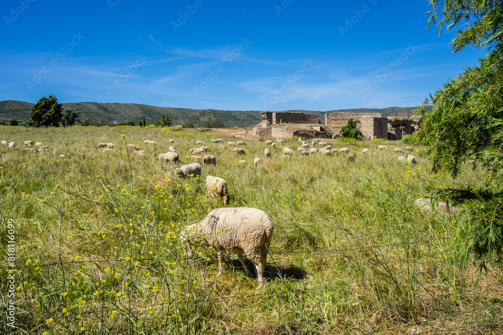 Fototapeta premium View of the Roman theater, Regina Turdulorum, Roman city, Casas de Reina, Estremadura province, Spain