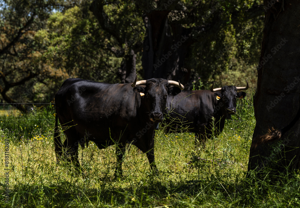 breeding of brave livestock, fighting bulls, near Cala -Sierra de Los Gabrieles-, Huelva, Andalucia, Spain breeding of brave livestock, fighting bulls, near Cala -Sierra de Los Gabrieles-, Huelva, Andalucia, Spain