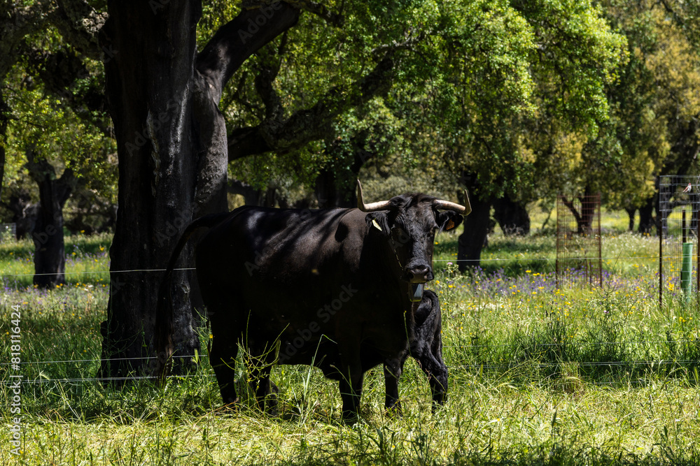 Fototapeta premium breeding of brave livestock, fighting bulls, near Cala -Sierra de Los Gabrieles-, Huelva, Andalucia, Spain