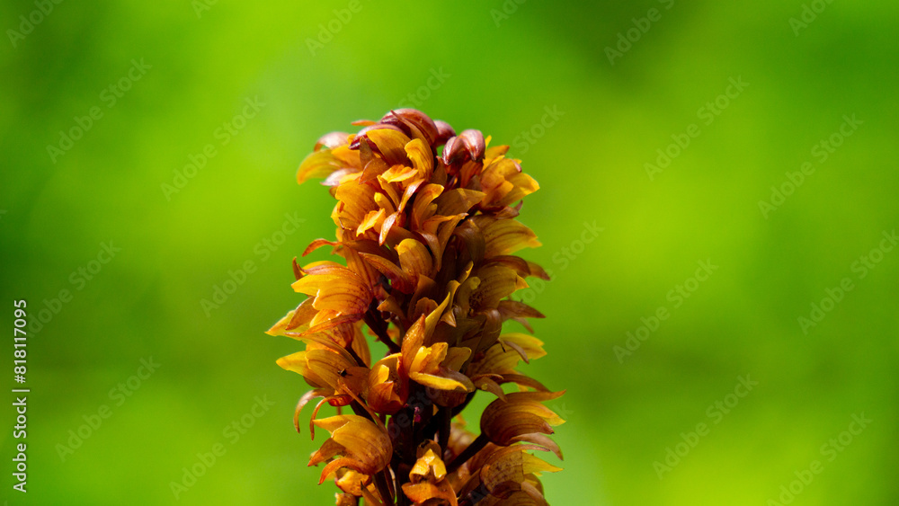 Brown birds nest orchids (Neottia nidus-avis) in the forest. Brown birds nest orchids (Neottia nidus-avis) in the forest.