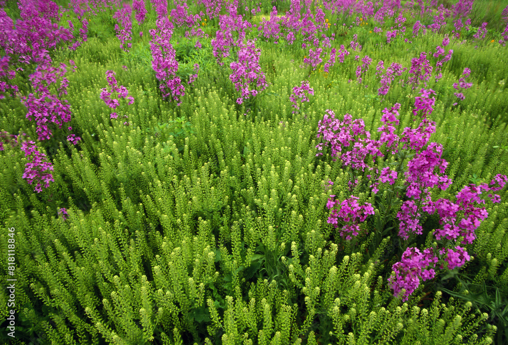 Obraz premium Purple Wildflower Patch