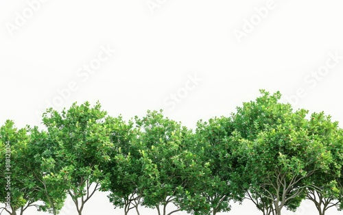 Lush green treetops isolated against a clear white background.