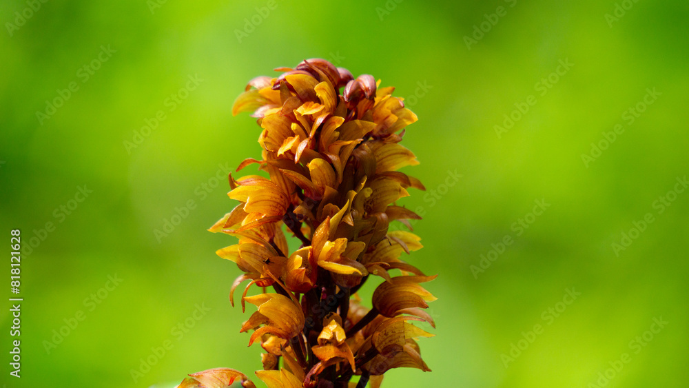 Brown birds nest orchids (Neottia nidus-avis) in the forest. Brown birds nest orchids (Neottia nidus-avis) in the forest.