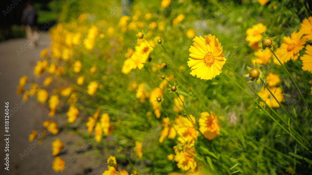 Beautiful yellow flowers (Lance-leaved coreopsis, lanceolata or basalis) are blooming in the meadow or field (green and orange unfocused background) Beautiful yellow flowers (Lance-leaved coreopsis, lanceolata or basalis) are blooming in the meadow or field (green and orange unfocused background)