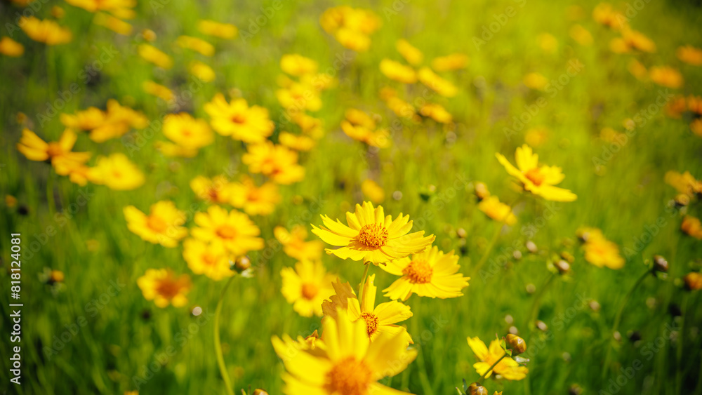 Beautiful yellow flowers (Lance-leaved coreopsis, lanceolata or basalis) are blooming in the meadow or field (green and orange unfocused background)