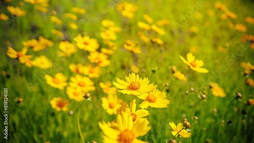 Beautiful yellow flowers  Lance-leaved coreopsis  lanceolata or basalis  are blooming in the meadow or field  green and orange unfocused background 