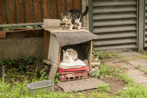 Street homeless cats in man makeshift shelter