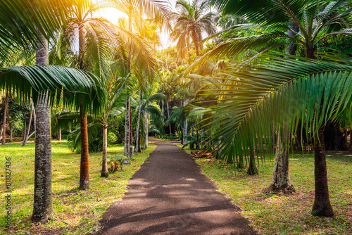 Quadro su tela Sir Seewoosagur Ramgoolam Botanical Garden, Pamplemousses, Mauritius island, green avenue along the trees in the Pamplemousses Botanical Garden