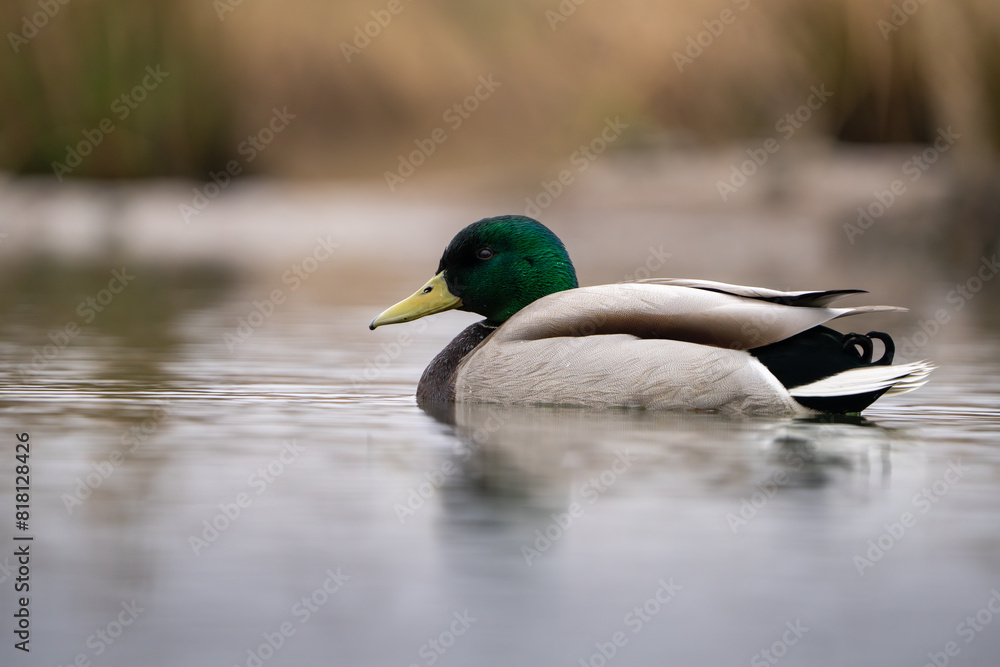 Male Mallard floating on a small pond Male Mallard floating on a small pond