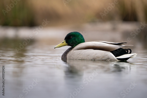 Male Mallard floating on a small pond