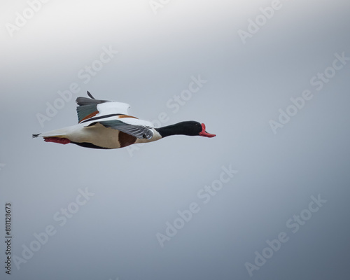 A flying male Shelduck